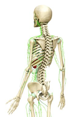 3D lenfatik sistemin tıbben doğru çizimi