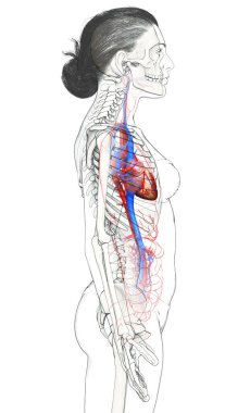 3D tıbbi olarak kadın kalbinin doğru bir çizimi.
