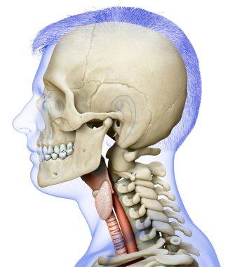 3D, erkek gırtlağı anatomisini tıbben doğru gösteriyor. 