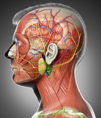 Eğitim için erkek baş anatomisinin 3 boyutlu tıbbi çizimi