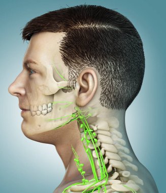 3D, erkek yüzü lenf sistemi ve iskelet sisteminin tıbben doğru bir gösterimi.