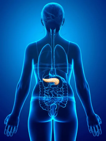 Rendered Medically Accurate Illustration Female Pancreas — Stock Photo, Image