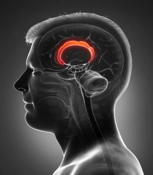 Gjorde Medicinskt Korrekt Illustration Hjärnan Anatom — Stockfoto