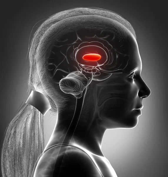 Renderizado Medicamente Ilustração Precisa Uma Jovem Anatomia Cérebro Menina Globo — Fotografia de Stock