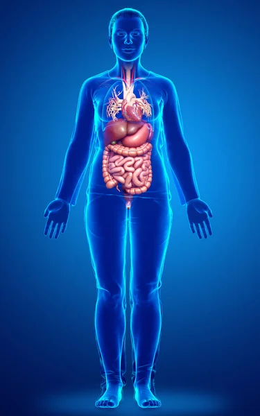 Reso Illustrazione Clinicamente Accurata Del Sistema Digestivo Femminile — Foto Stock