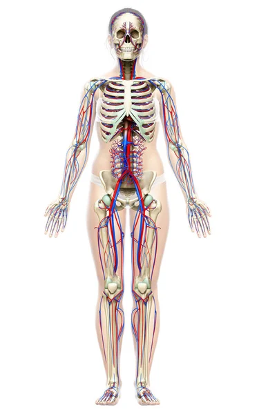 Renderizado Ilustración Médicamente Precisa Del Sistema Circulatorio Esquelético Femenino — Foto de Stock