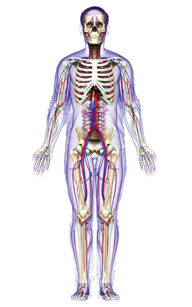 Medisch Nauwkeurige Illustratie Van Mannelijke Bloedsomloop Skelet Systeem — Stockfoto