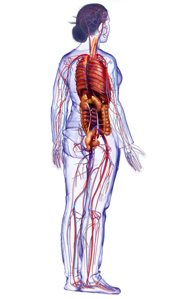 Renderowane Medycznie Dokładne Zilustrowanie Żeńskich Narządów Wewnętrznych Układu Krążenia — Zdjęcie stockowe