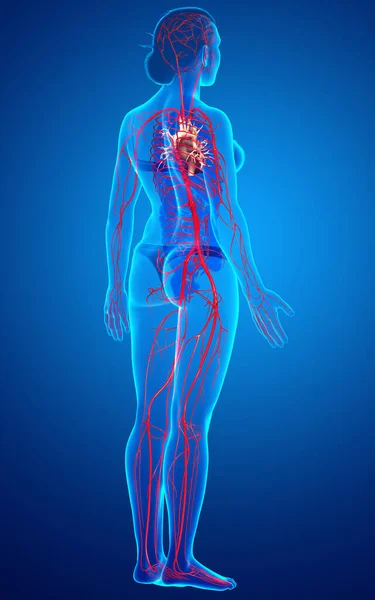 3d rendered medically accurate illustration of Female arteries