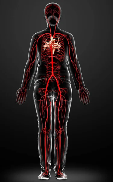 Gerenderte Medizinisch Korrekte Darstellung Weiblicher Arterien — Stockfoto