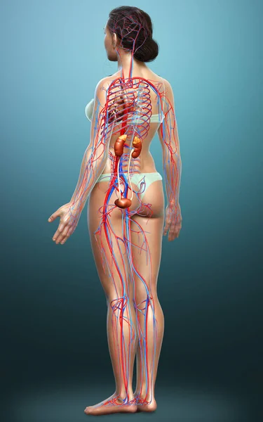 Utförd Medicinskt Korrekt Illustration Kvinnliga Njurarna Och Cirkulationssystemet — Stockfoto