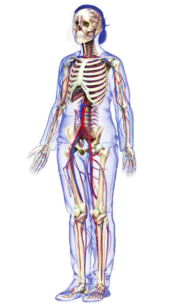 Rendered Medically Accurate Illustration Female Circulatory Skeleton System — Stock Photo, Image