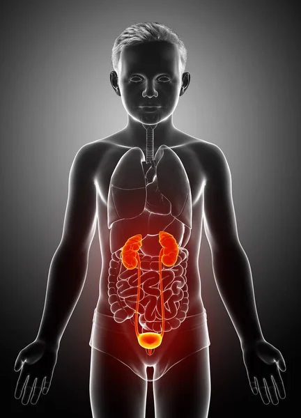 Återges Medicinskt Korrekt Illustration Den Unga Pojken Markerade Njurar Och — Stockfoto