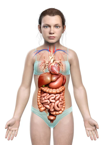 Renderizado Ilustración Médicamente Precisa Niña Del Sistema Digestivo —  Fotos de Stock