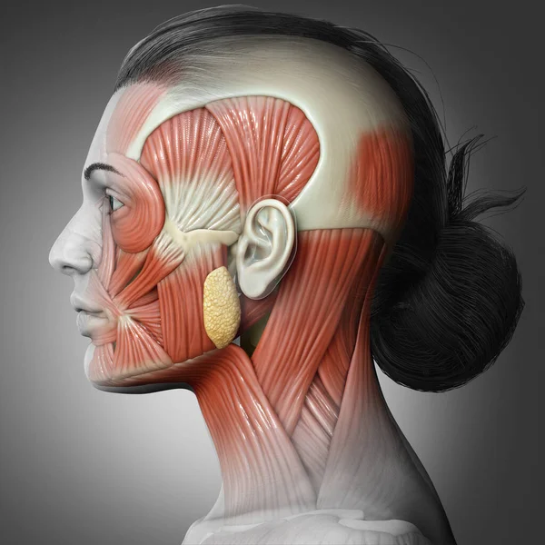 Rendering Medical Illustration Female Head Anatomy Education — Stock Photo, Image