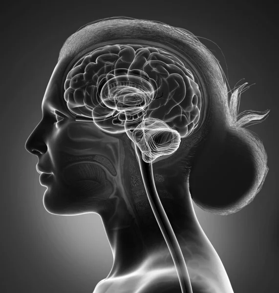 Gjorde Medicinskt Korrekt Illustration Kvinnlig Hjärna Anatomi — Stockfoto