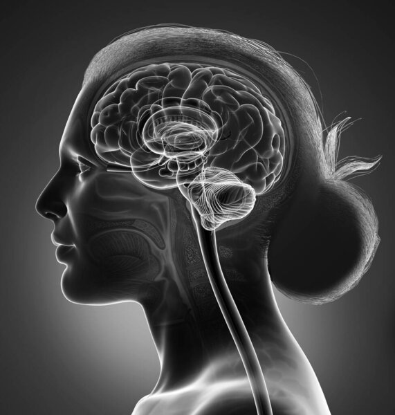 3d rendered medically accurate illustration of a female brain anatomy