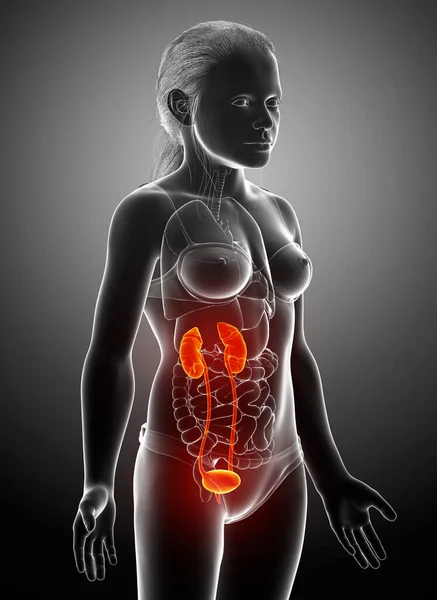 Rendered Medically Accurate Illustration Young Girl Highlighted Kidneys Urinary System — Stock Photo, Image
