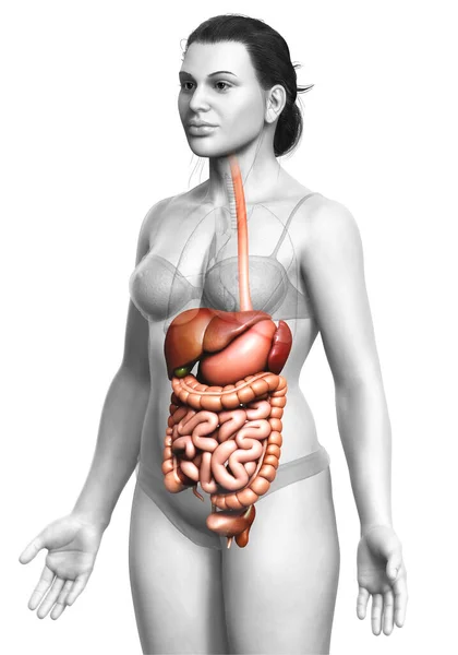 Gerenderte Medizinisch Genaue Darstellung Des Weiblichen Verdauungssystems — Stockfoto