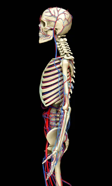 Orvosilag Pontos Illusztrációja Keringési Csontváz Rendszer — Stock Fotó