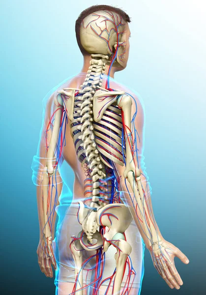 Rendered Medically Accurate Illustration Male Circulatory Skeleton System — Stock Photo, Image