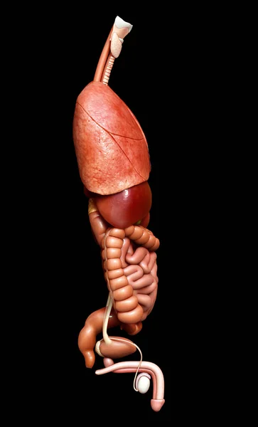 Lékařsky Přesné Ilustrace Vnitřních Orgánů — Stock fotografie