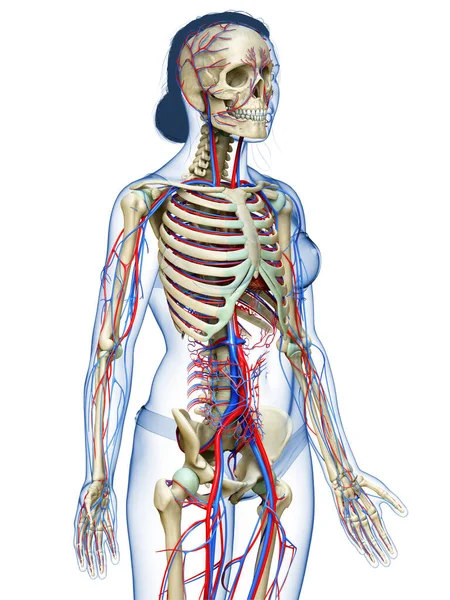 Renderizado Ilustración Médicamente Precisa Del Sistema Circulatorio Esquelético Femenino — Foto de Stock