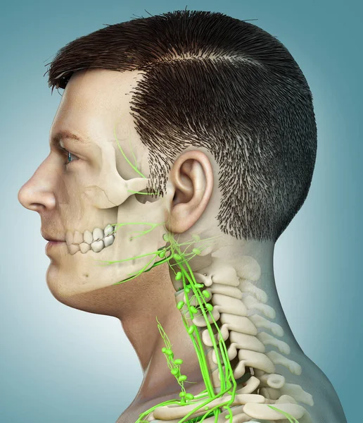 3d rendered medically accurate illustration of a male face  lymphatic system and skeleton system