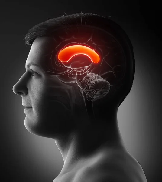 Renderizado Ilustración Médicamente Precisa Cerebro Masculino Anatomía Front Corpus —  Fotos de Stock