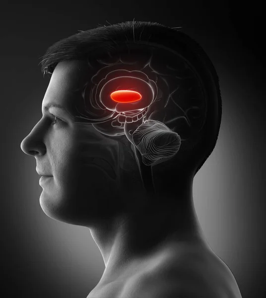 Ilustração Medicamente Precisa Renderizada Uma Anatomia Cerebral Masculina Globo Pálido — Fotografia de Stock