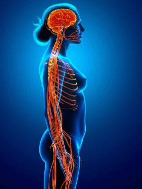 3D, tıbbi olarak bir kadın sinir sisteminin doğru bir örneği.