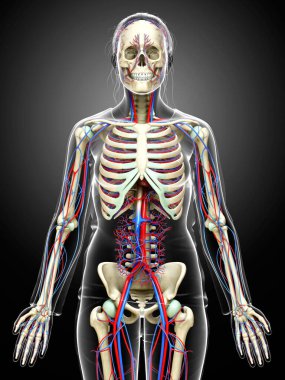 3D, kadın dolaşım ve iskelet sisteminin tıbben doğru çizimi.
