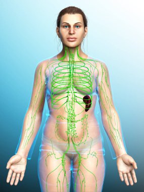 3D, tıbbi olarak bir kadın lenf sisteminin doğru bir çizimi.