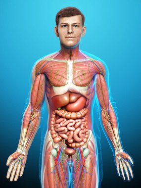 3D, tıbbi olarak erkek anatomisini doğruluyor.