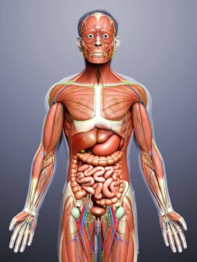 3D, tıbbi olarak erkek anatomisini doğruluyor.