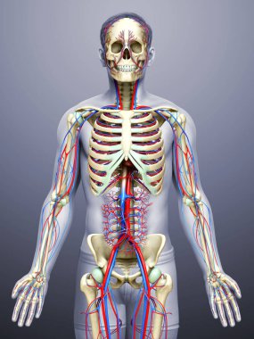 3D, erkek dolaşım ve iskelet sisteminin tıbben doğru çizimi.