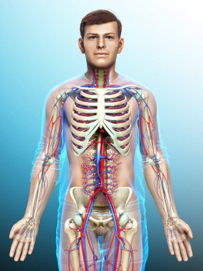 3D, erkek dolaşım ve iskelet sisteminin tıbben doğru çizimi.
