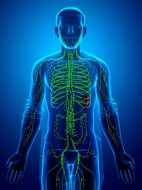 3D, erkek lenf sisteminin tıbben doğru bir çizimi.