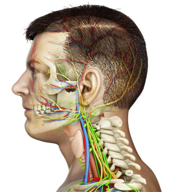 Erkek iç beyin anatomisinin 3 boyutlu tıbbi çizimi 