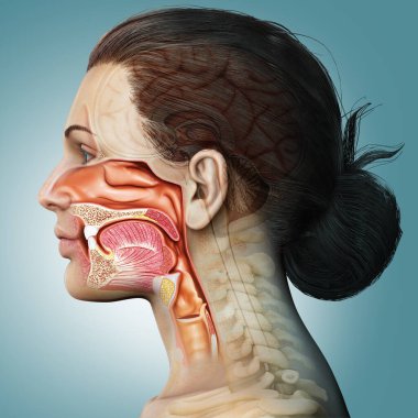 Erkek iç beyin anatomisinin 3 boyutlu tıbbi çizimi 