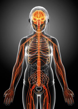3D, genç bir kızın sinir sisteminin tıbben doğru bir çizimi.