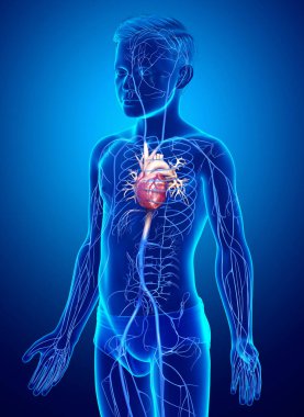 3D, damar anatomisini tıbben doğru gösteriyor.