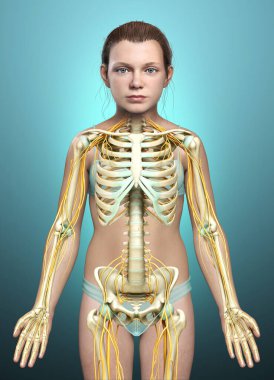 3D, genç bir kızın sinir sistemi ve iskelet sisteminin tıbben doğru bir gösterimi.