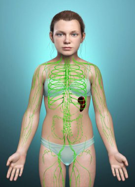 3D, genç bir kızın lenf sisteminin tıbben doğru bir çizimi.