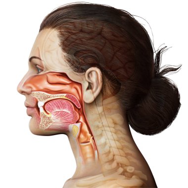 Erkek iç beyin anatomisinin 3 boyutlu tıbbi çizimi 