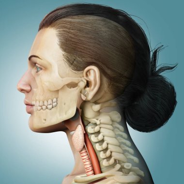 3D, kadın gırtlak anatomisini tıbben doğru gösteriyor. 
