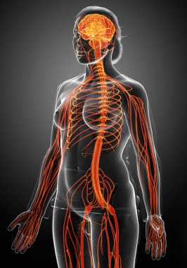 3D, tıbbi olarak bir kadın sinir sisteminin doğru bir örneği.