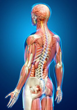 3D, tıbbi olarak erkek anatomisini doğruluyor.