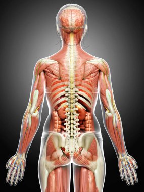 3D, tıbbi olarak kadın anatomisini doğruluyor.