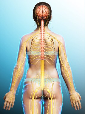 3D, tıbbi olarak bir kadın sinir sisteminin doğru bir örneği.